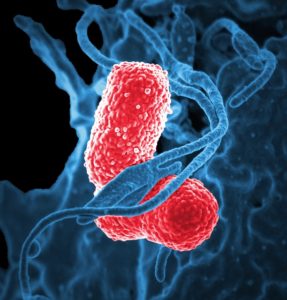 Pneumonia Bacteria Image