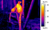 thermal image pest image